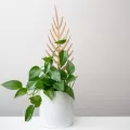 Treleaf 24" Palmella Grande Staked Cherry Finish Classic Collection