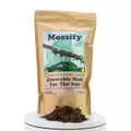 Mossify Sun Growable Moss