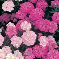 CANDYTUFT, DWARFF FAIRY MIXED 1/2 OZ. EACH