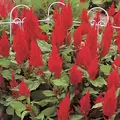 CELOSIA SCARLET CASTLE 500/PKT