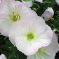 EVENING PRIMROSE - 1/8 OZ EACH