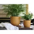 PHG 5.5"x5" Honeycomb Planter Mustard