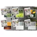 Pest Wizard 2pk Bugs in Pantry Trap Assortment (6 Colors/CS)