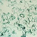 Steinernema feltiae 5X250 mil ( Fungus gnat, Shore Fly & Thrips pupa )