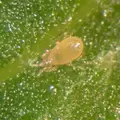 Amblyseius ( Neoseiulus ) cucumeris 100,0, 5 liter bag, bran carrier ( Thrips )