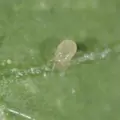 Bioline Starskii 25,000 1 Liter Amblyseius swirskii ( Thrips Whitefly )