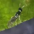 Diglyphus isaea, 250 per vial ( Leafminer )