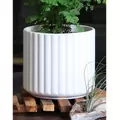 Palm Spring 5.5" Brush Comb Mwh Planter