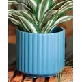 Palm Spring 6.5" Brush Comb Dnm Planter