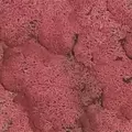 SuperMoss 4oz Reindeer Moss Fushia
