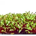 Microgreens, Early Wonder Green Top - 2 Gram