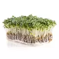 Microgreens, Upland Cress - 3.5 Gram
