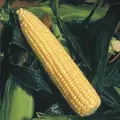 CORN, GOLDEN QUEEN - 1LB EACH
