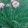 CHIVES - 1/2 OZ. EACH