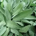 SAGE - 1/2 OZ. EACH