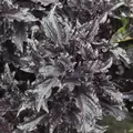 Basil, Purple Ruffles 1/16 oz