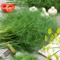 Dill, Dukat 1/2 oz