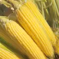 Corn, Iochief - 25lb