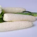 CORN, ARGENT 25