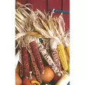Corn, Ornamental - 50lb