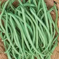 Beans, Slenderette Bush - 50lb