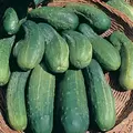 CUCUMBER, BOSTON PICKLING 1 LB EACH