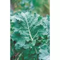 Kale, Premier - 1lb