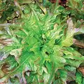 LETTUCE, OAKLEAF 1/2 LB EACH