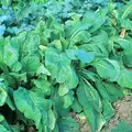 Mustard-Spinach, Tendergreen - 1lb