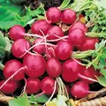 RADISH, EARLY SCAR. GLOBE 1 LB EACH