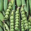PEAS, EARLY FROSTY 50