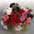 PETUNIA, SUPERCASCADE MIXTURE 1000/PKT