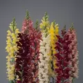 SNAPDRAGON, ROCKET MIX 1000/PKT