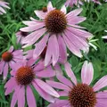 CONEFLOWER, PURPLE - 1/2 OZ EACH