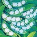 LIMAS, WHITE HENDERSON - 1LB EACH