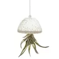 APM Air Plant Jellyfish White/Gold