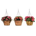 Deer Park Hanging Basket Variety Pk 2 Floral Daisy Ribbon Arch