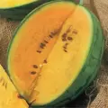 Watermelon, Yellow Doll Hybrid - 1,000 Seed Count