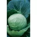 CABBAGE, DANISH BALHEAD 1/2 OZ EACH