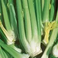 Celery, Golden Self-Blanching - 1 /2oz