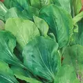 Endive, Broad Leaf Batavian - 1/2oz