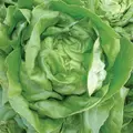 LETTUCE, BIBB - 1/2 OZ EACH