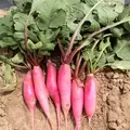 RADISH, CHINA ROSE WINTER 1 LB EACH