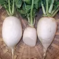 Radish, White Chinese Celestial - 1lb