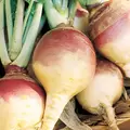 Rutabaga, American Purple Top - 1lb