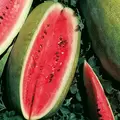 WATERMELON, CONGO 1/2 LB. EACH