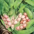 Limas, Dixie Speckled Butterpea - 1/2lb