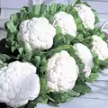 Cauliflower, Snow Crown - 5,000 Seed Count