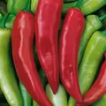 Peppers, Hungarian Hot Wax - 1/2lb