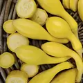 Squash, Summer Crookneck - 10,000 Seed Count